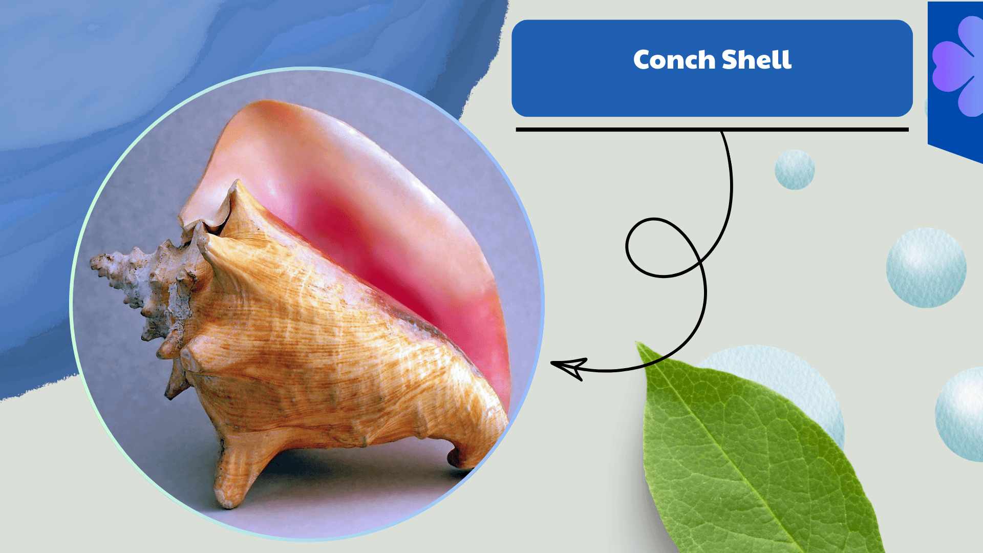 Conch Shell
