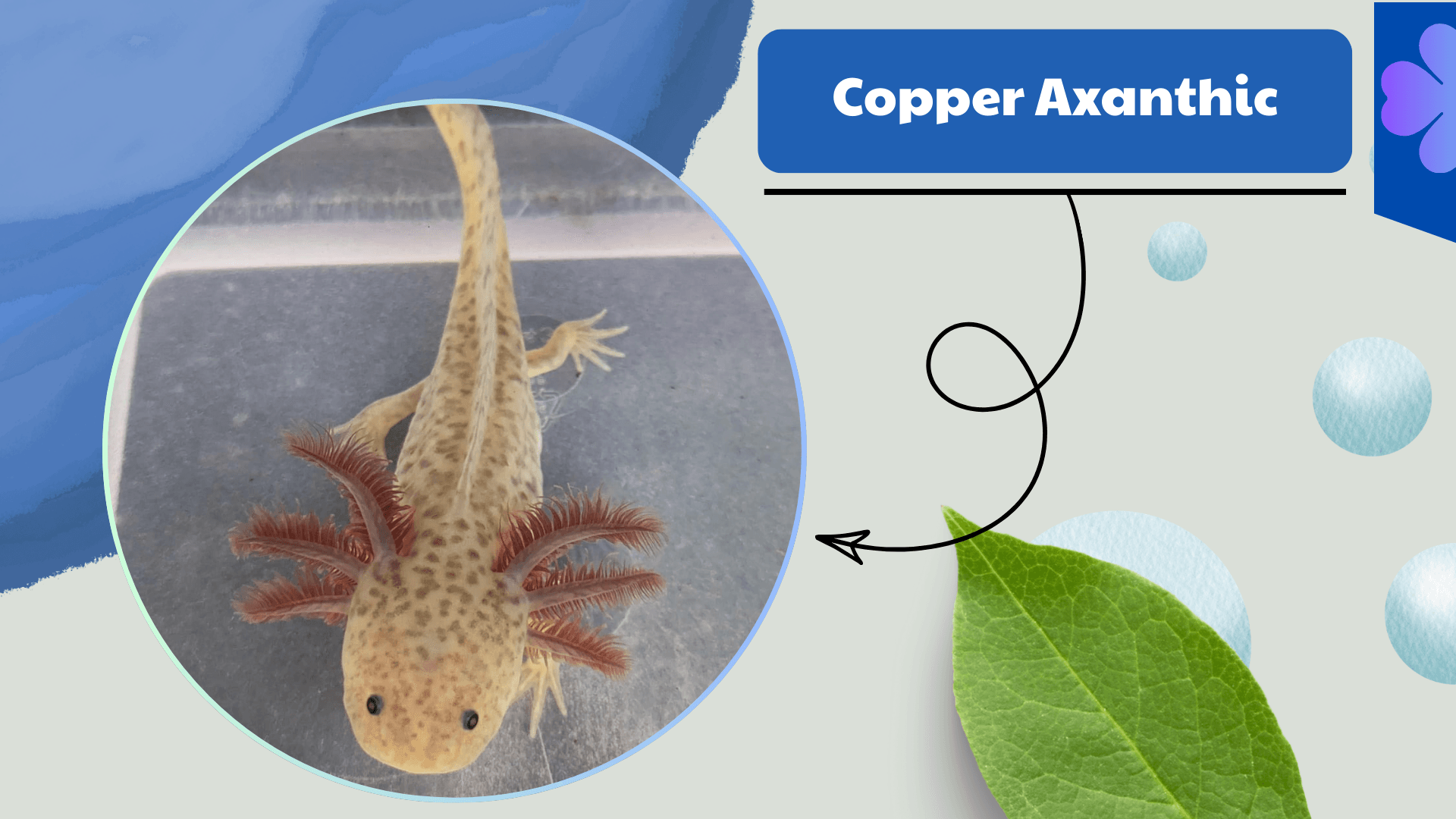 Copper-Axanthic