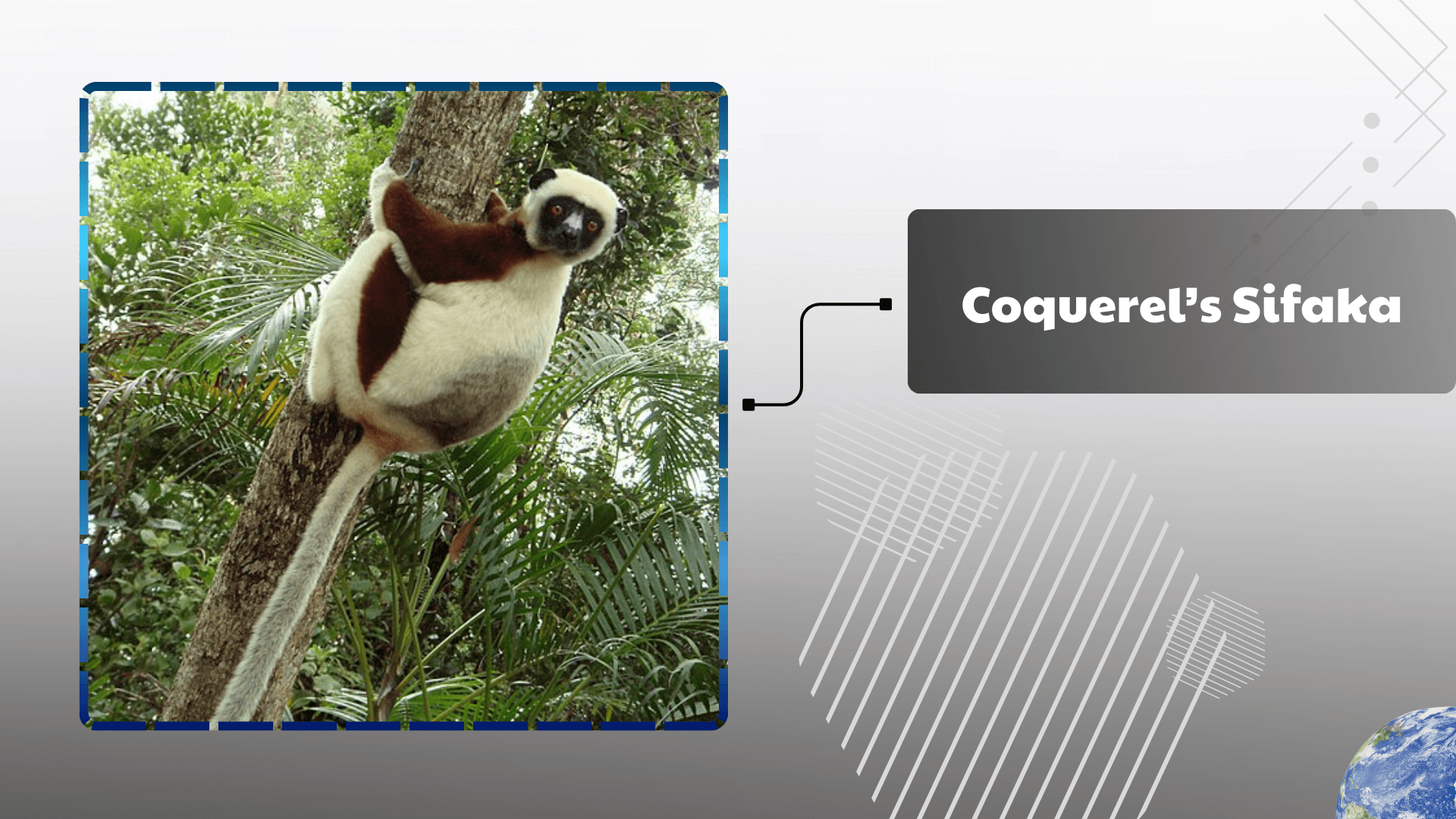 Coquerels-Sifaka