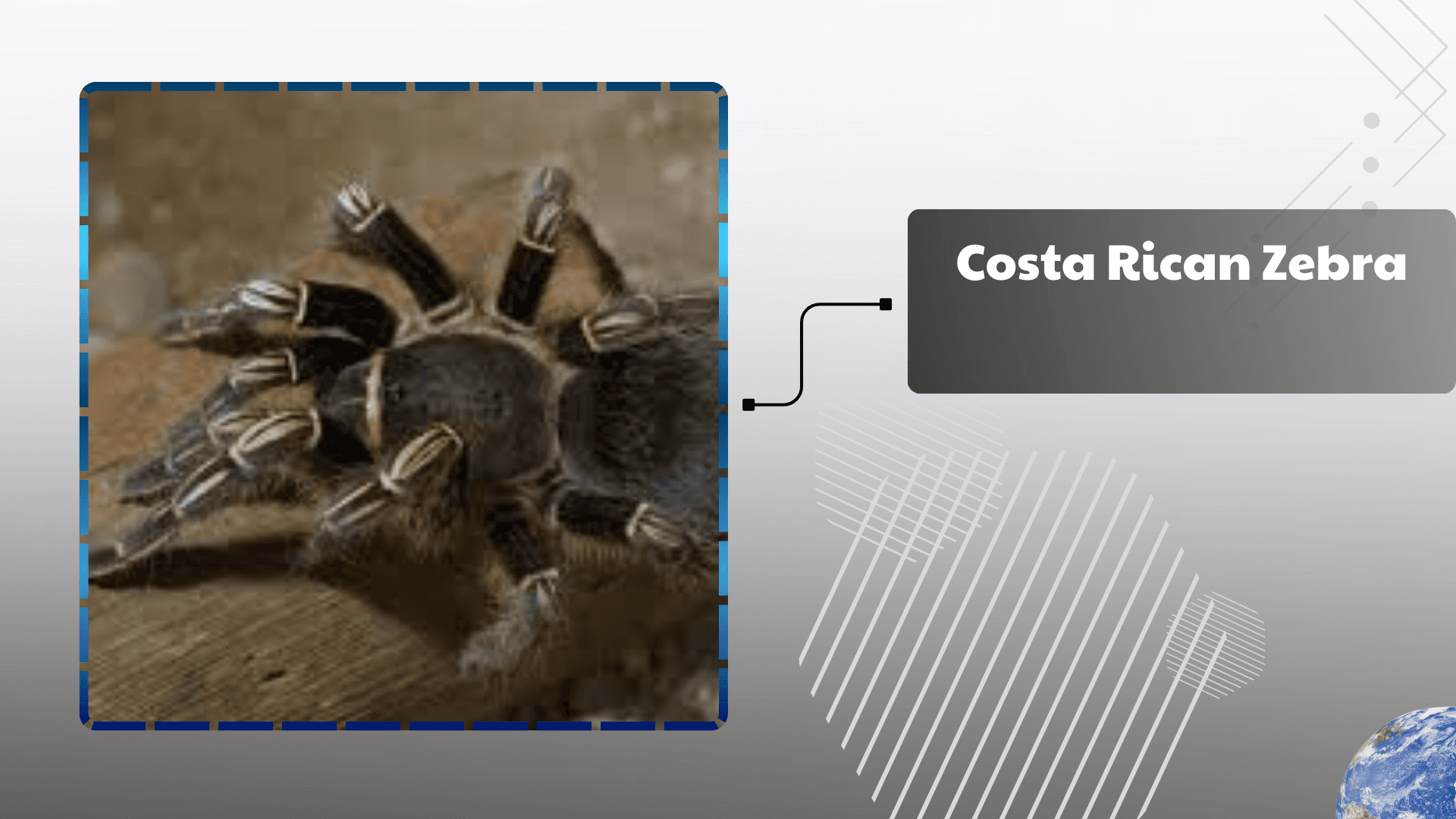 Costa Rican Zebra Tarantula
