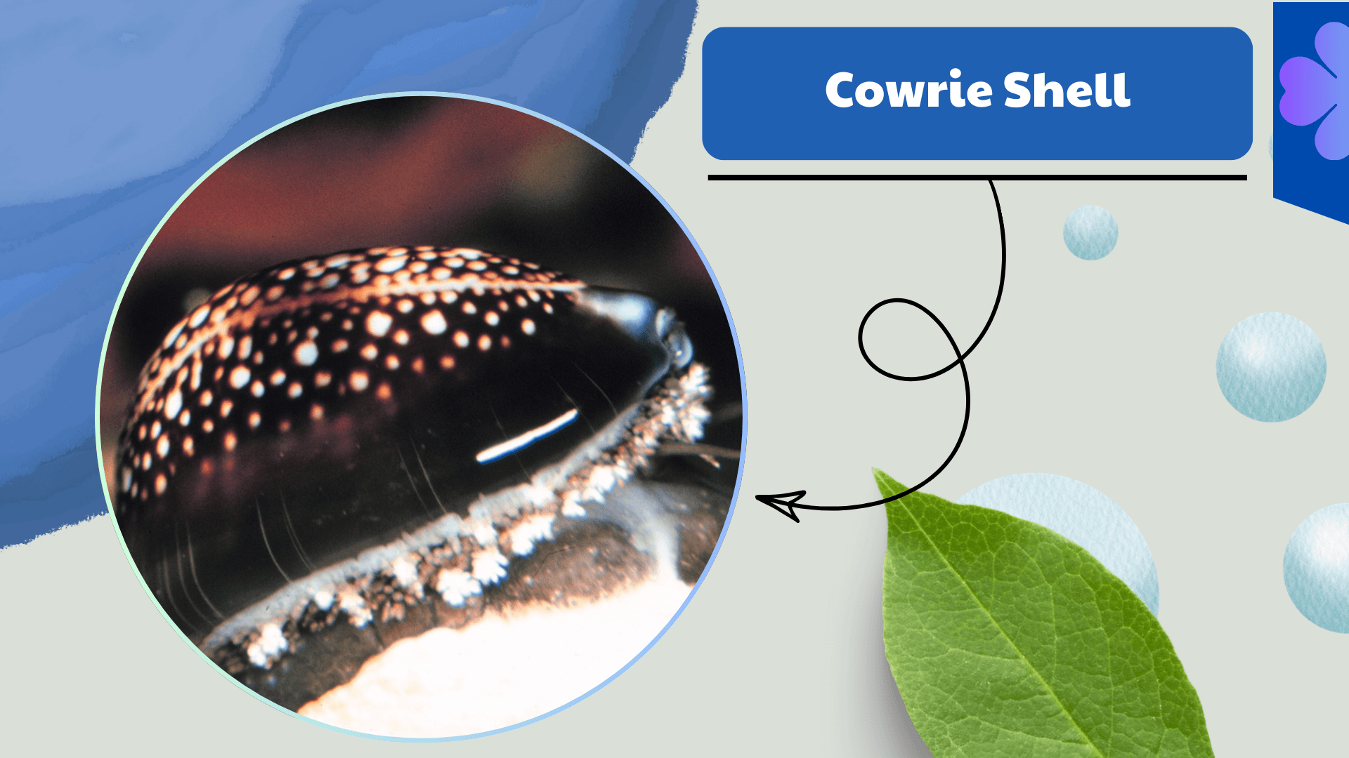 Cowrie Shell