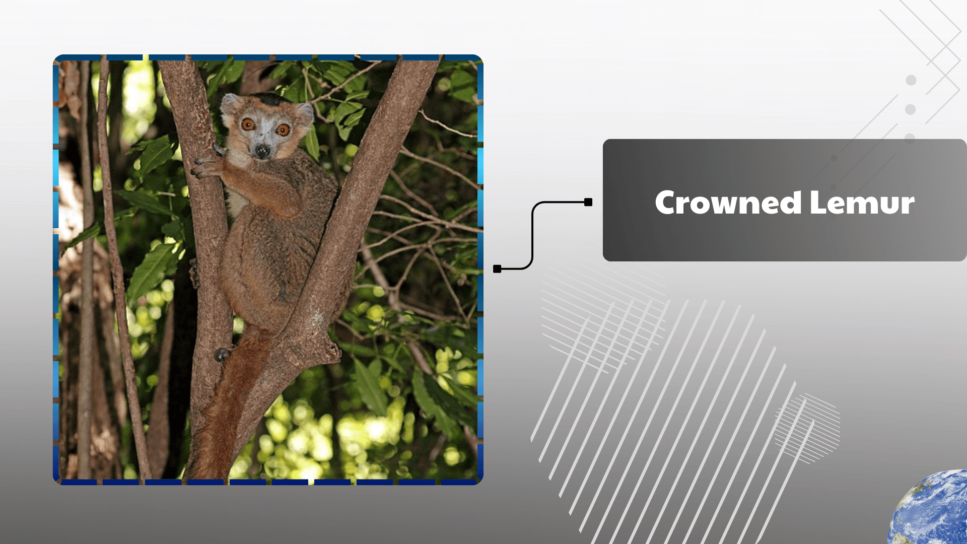 Crowned-Lemur