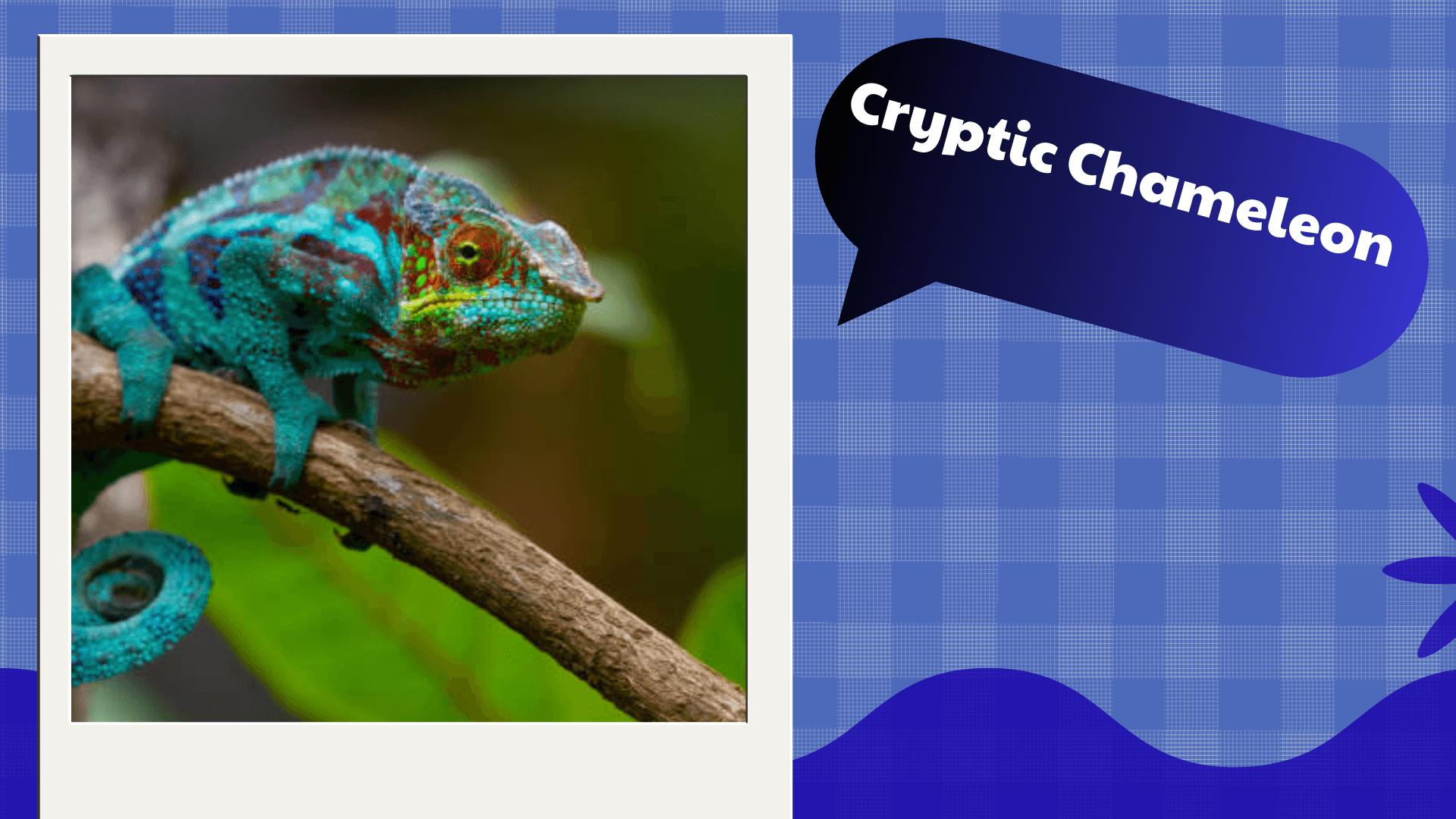 Cryptic Chameleon