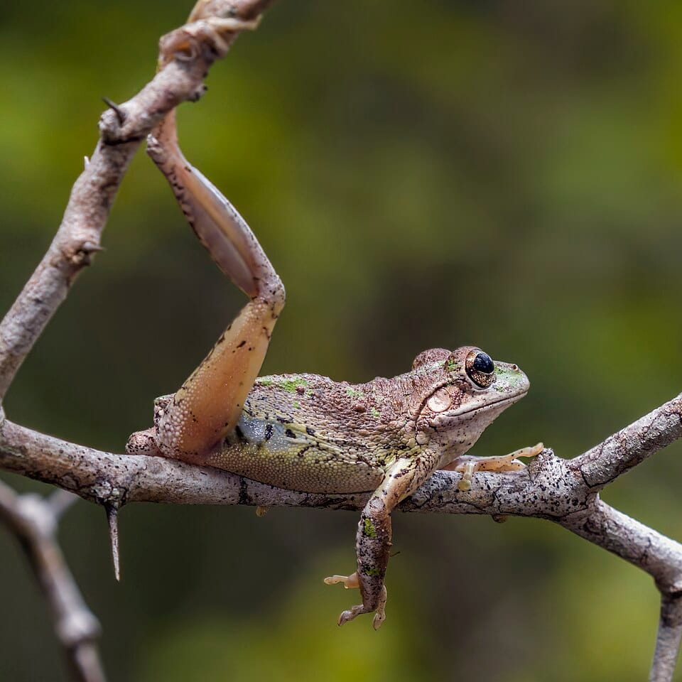 Cuban-Tree-Frog