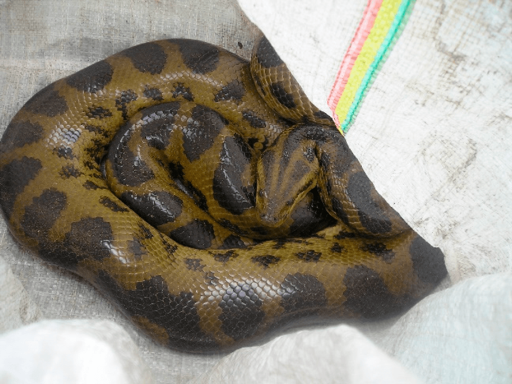 Dark-Spotted Anaconda