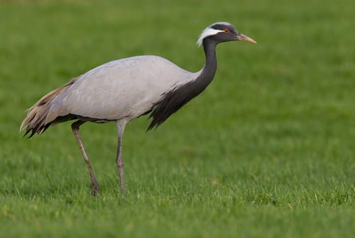 Demoiselle Crane