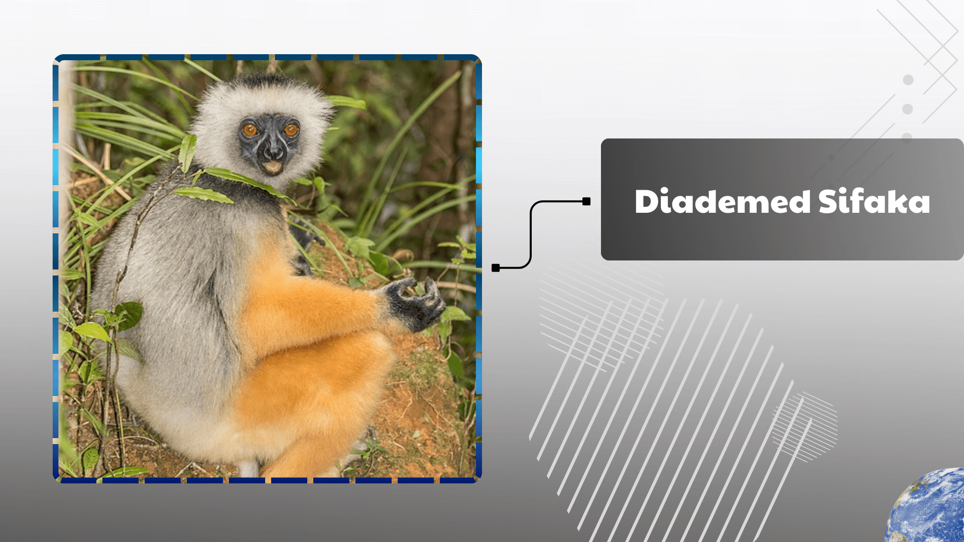 Diademed-Sifaka