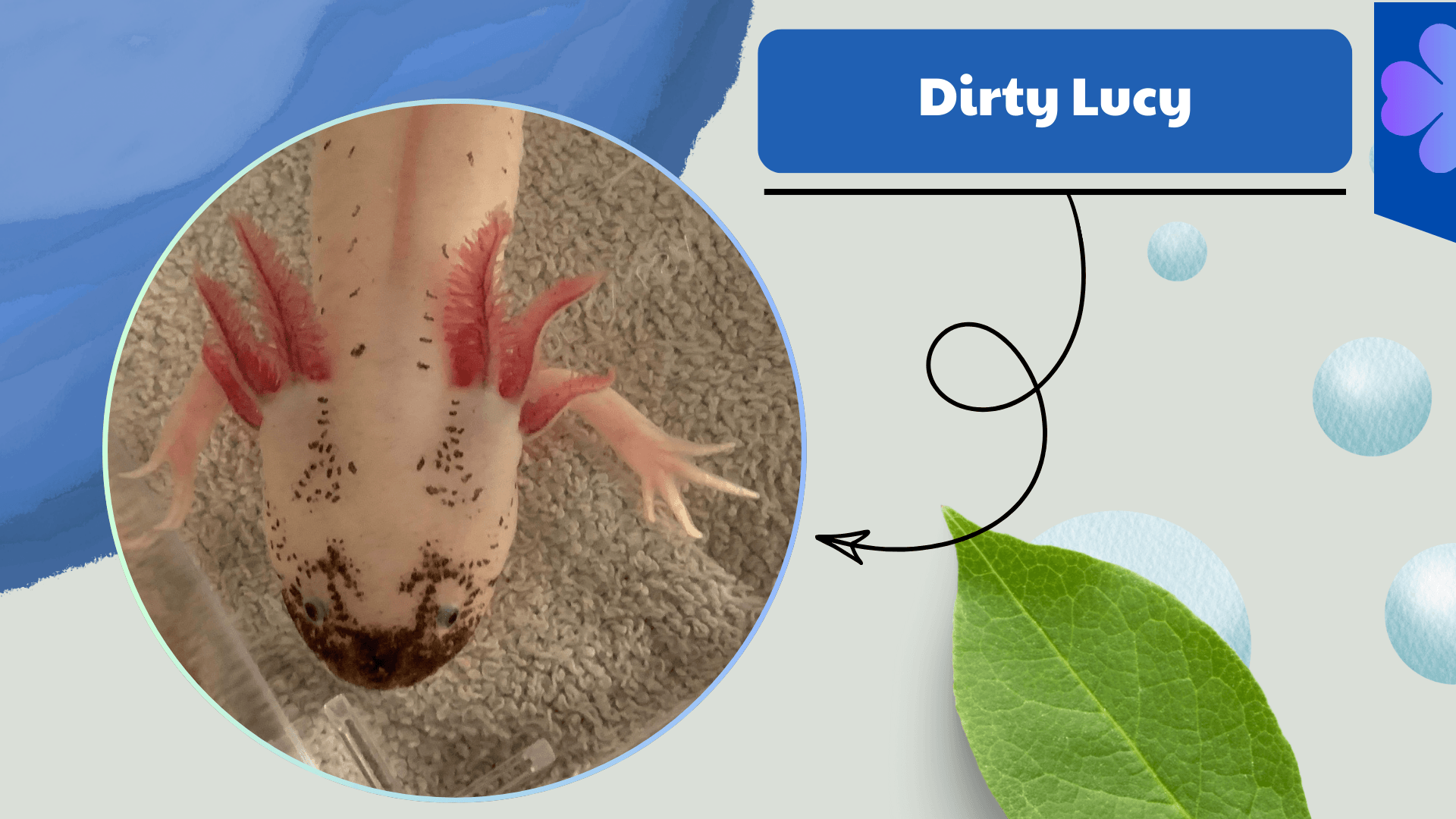 Dirty-Lucy-