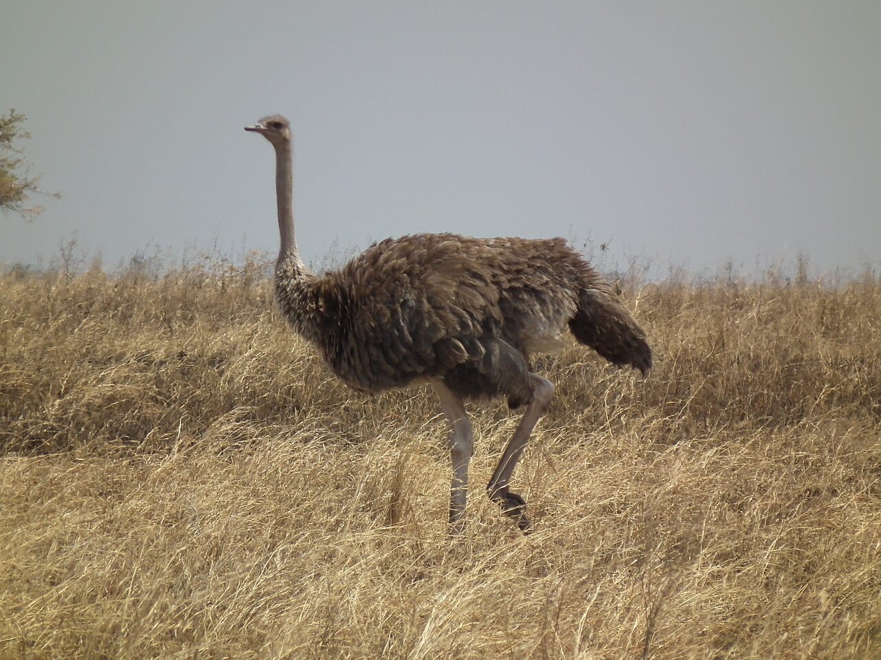 East Sahel Ostrich