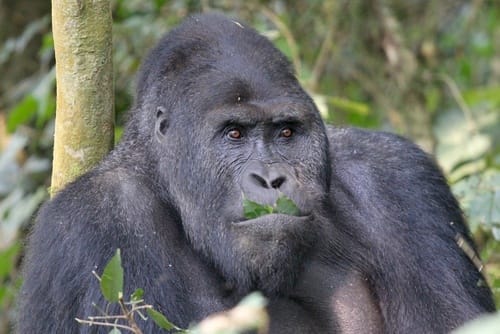 Eastern Gorilla