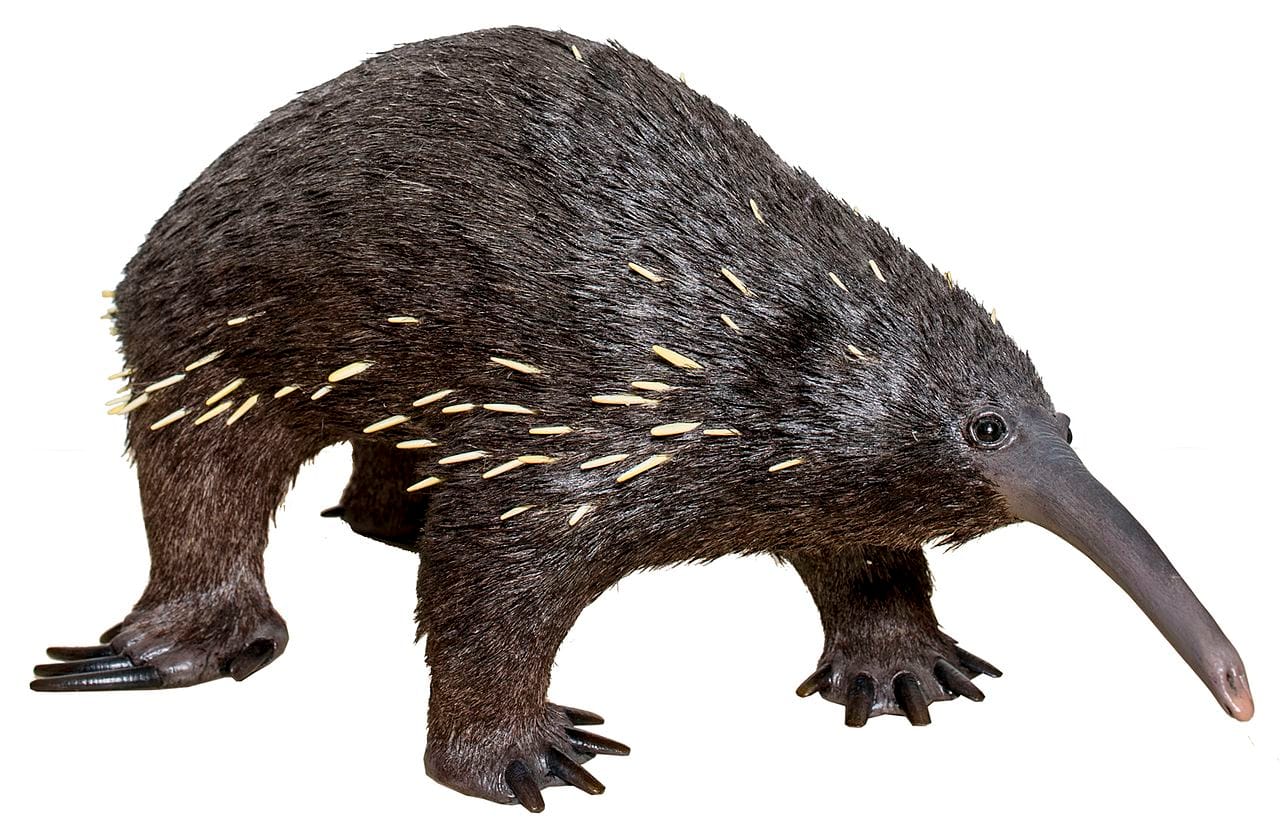 Eastern Long-Beaked Echidna
