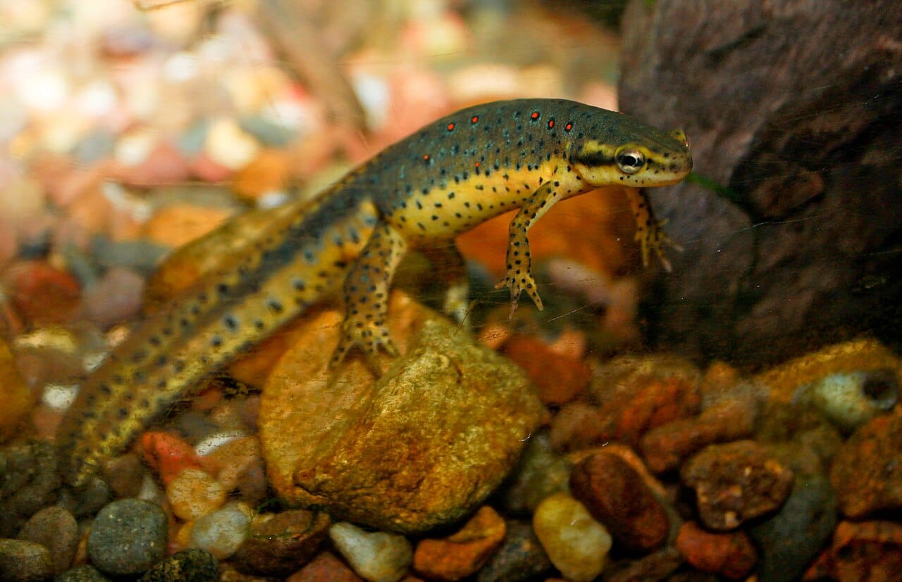 Eastern Newt