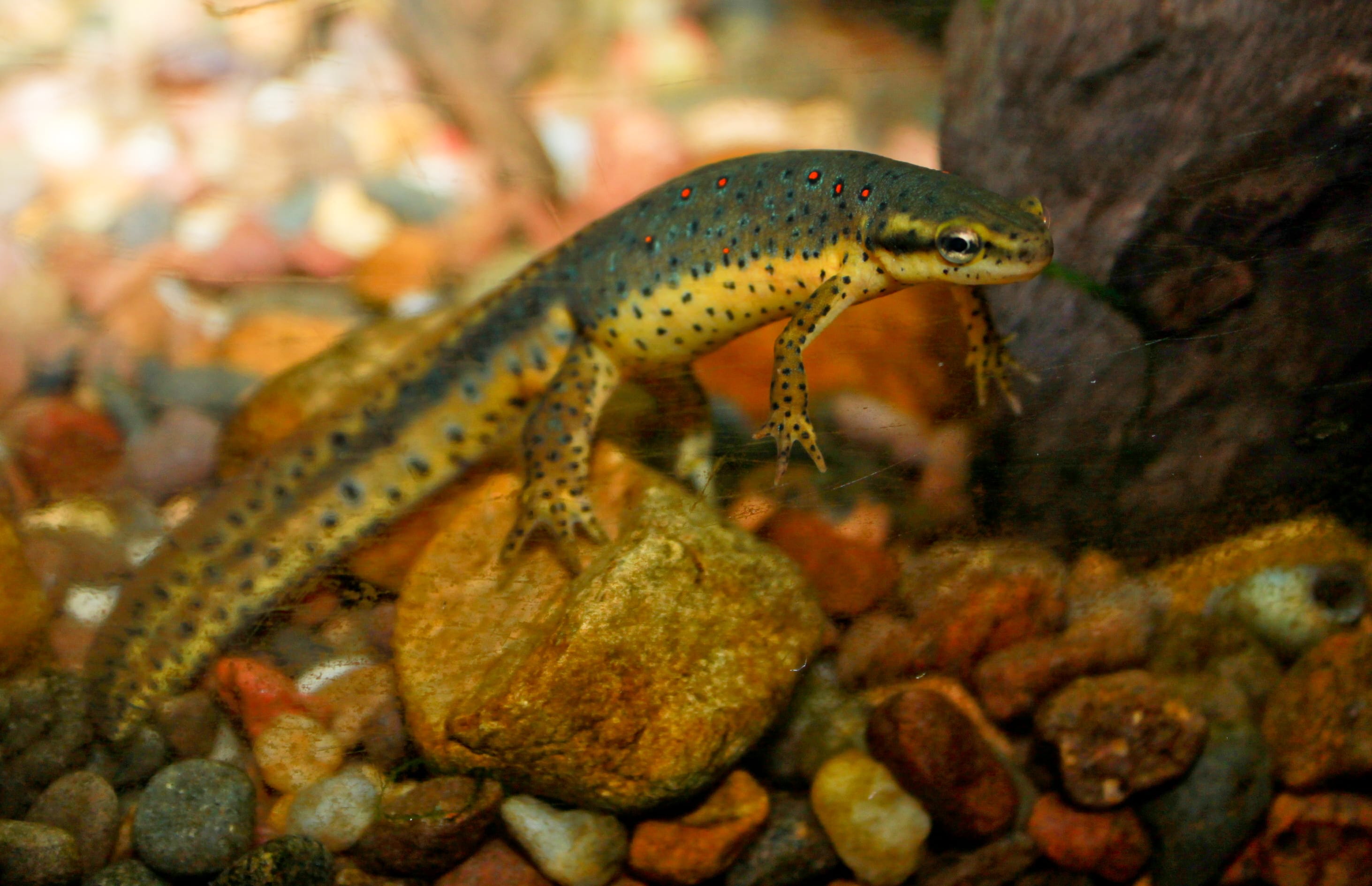 Eastern-Newt