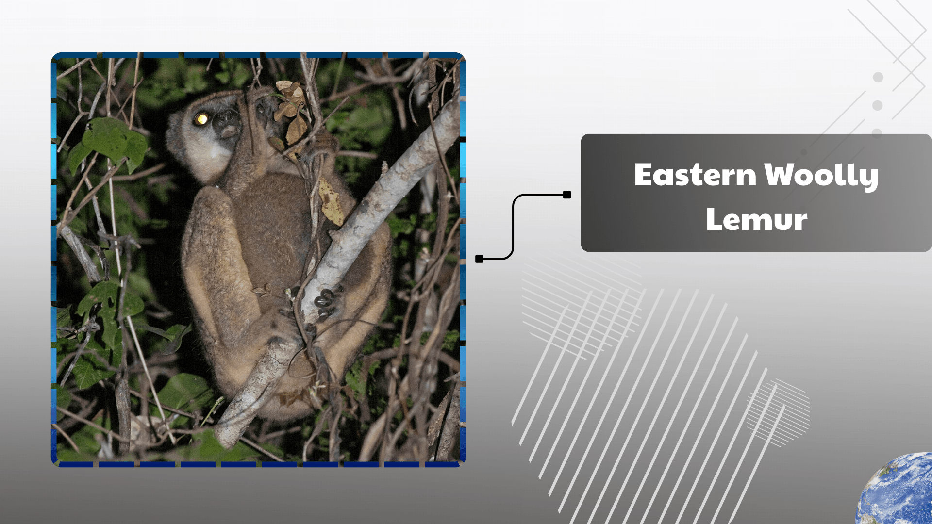 Eastern-Woolly-Lemur
