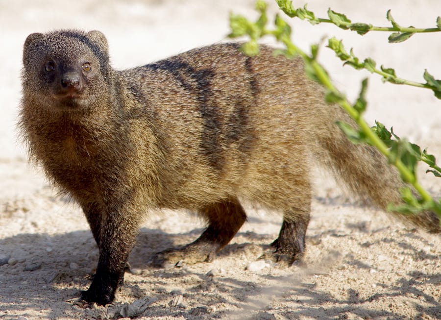 Egyptian Mongoose