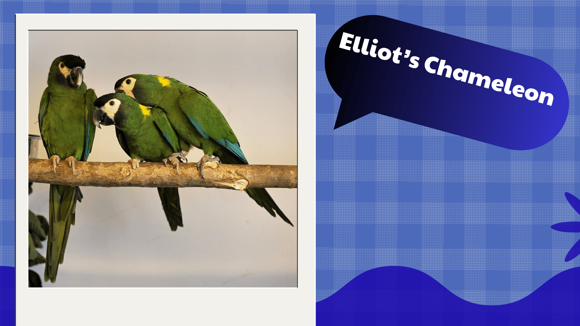 Elliot’s Chameleon