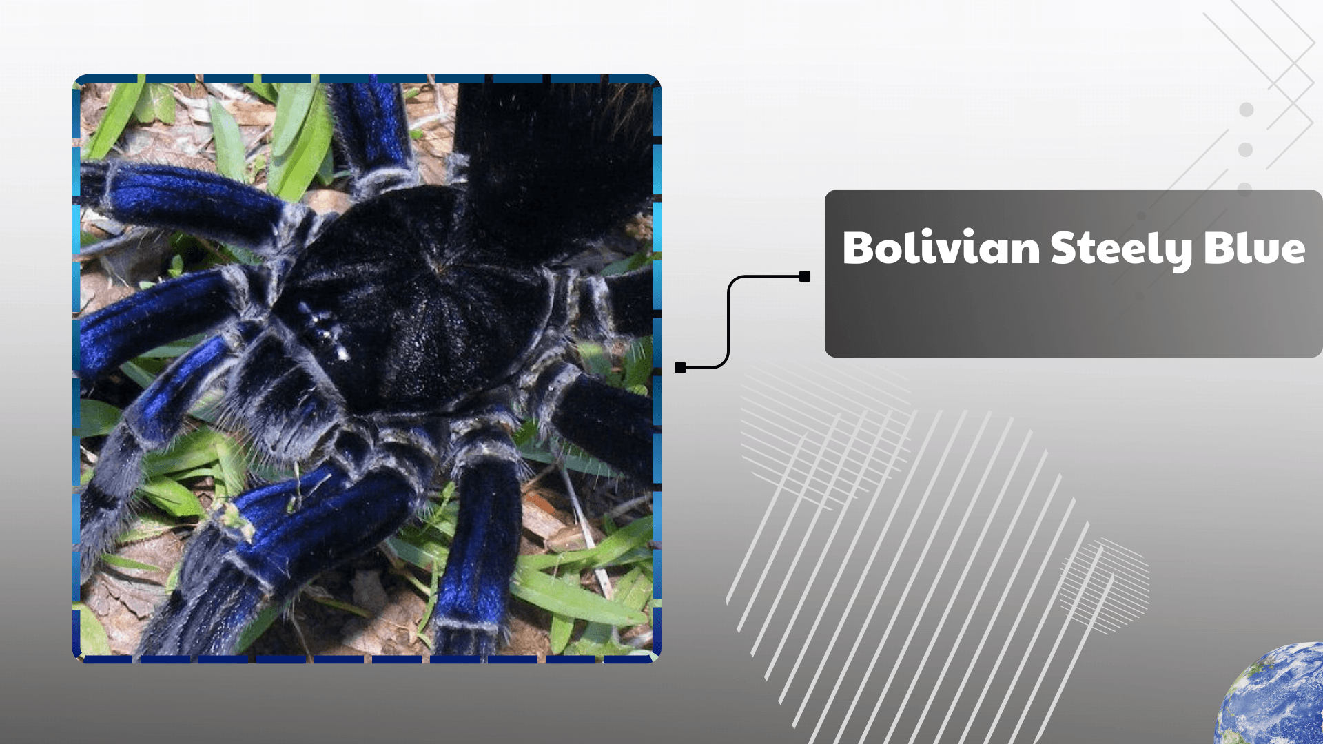 Brazilian Salmon Birdeater