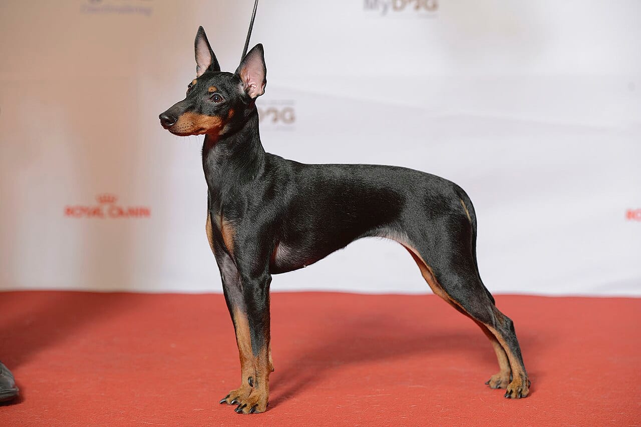 English Toy Terrier