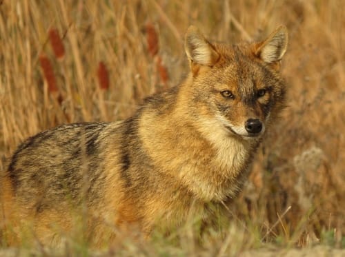 Eurasian Jackal