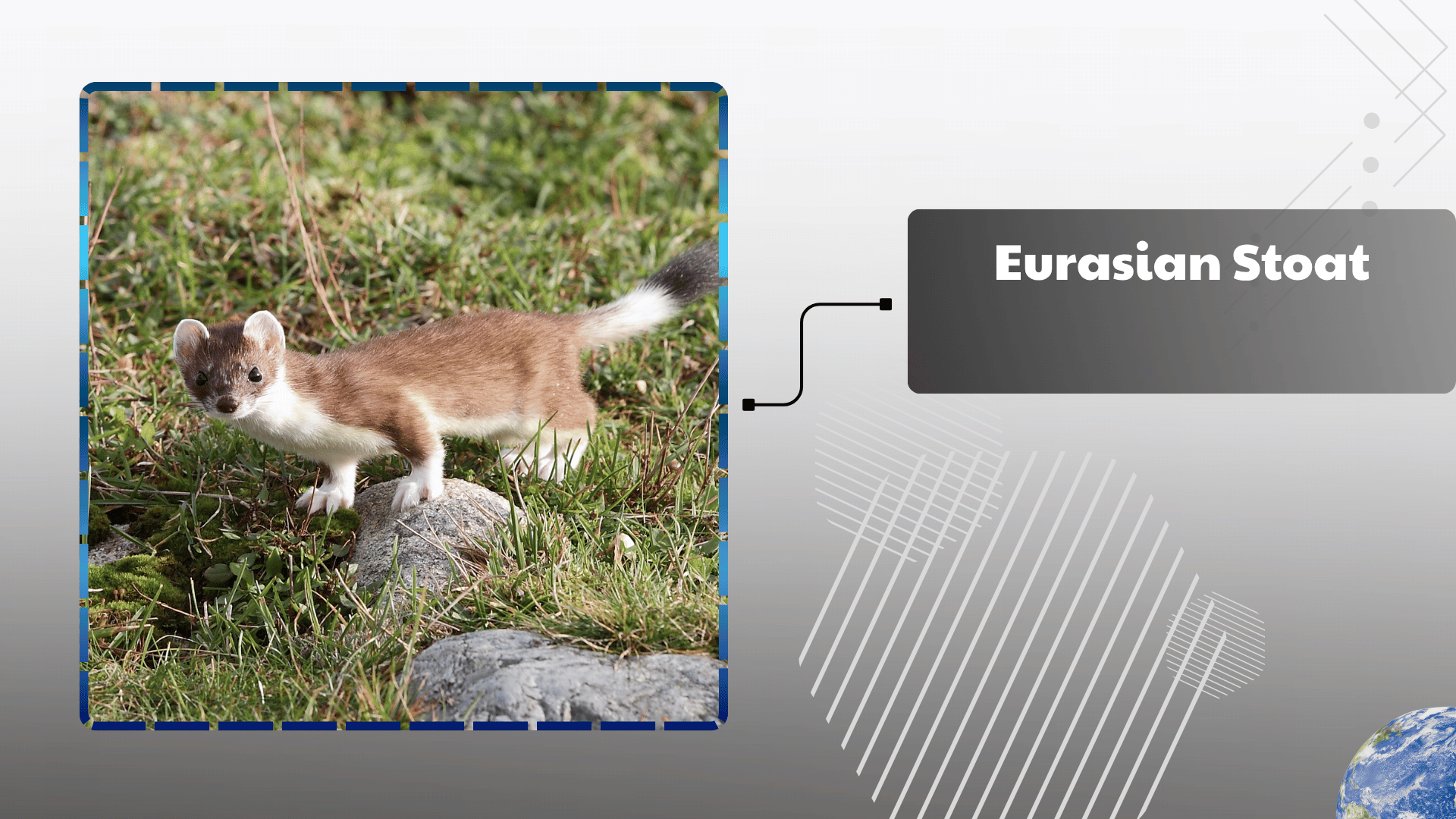 Eurasian Stoat