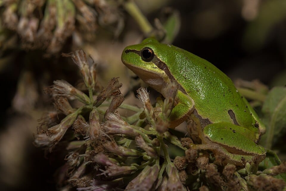 European-Tree-Frog