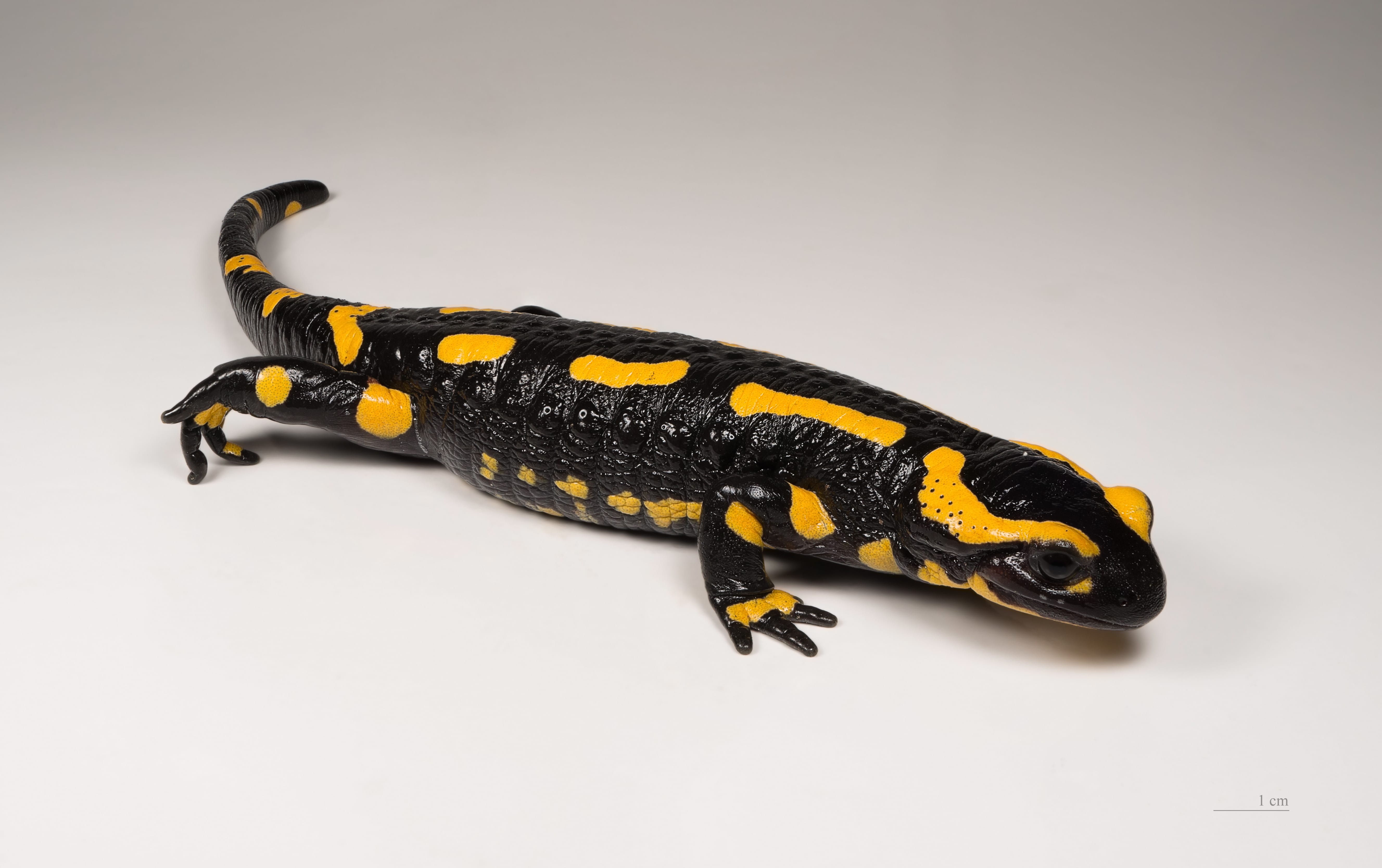Fire-Salamander