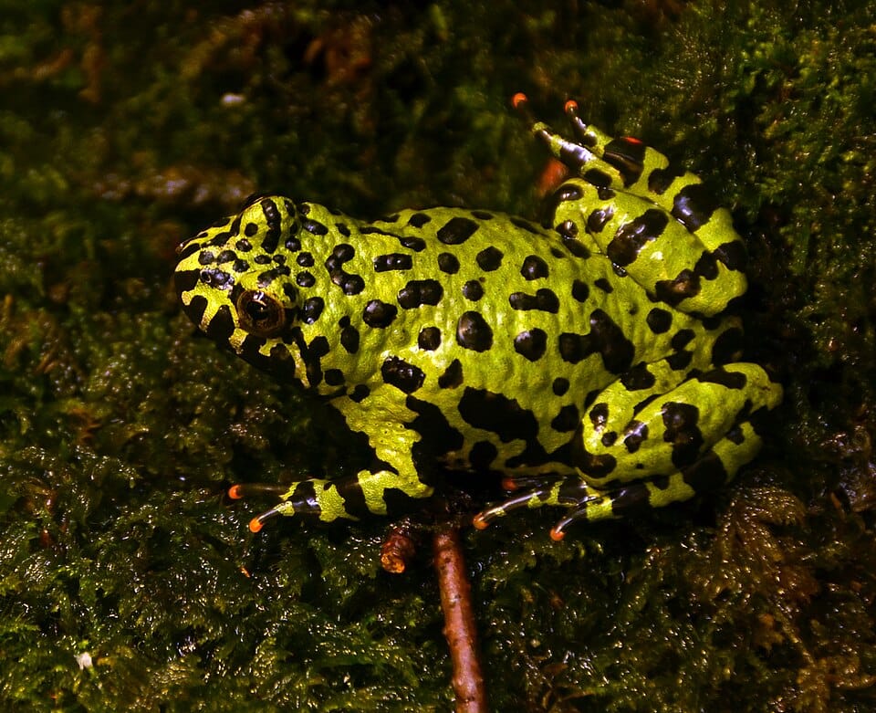 Fire-bellied-Toad