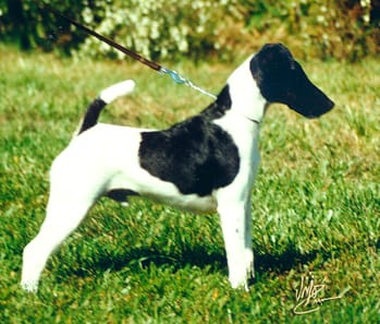 Fox Terrier (Smooth)