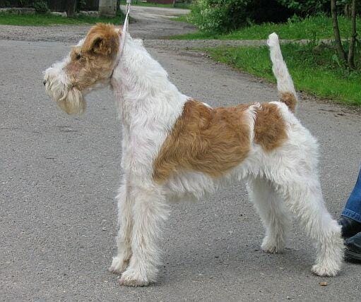 Fox Terrier (Wire)