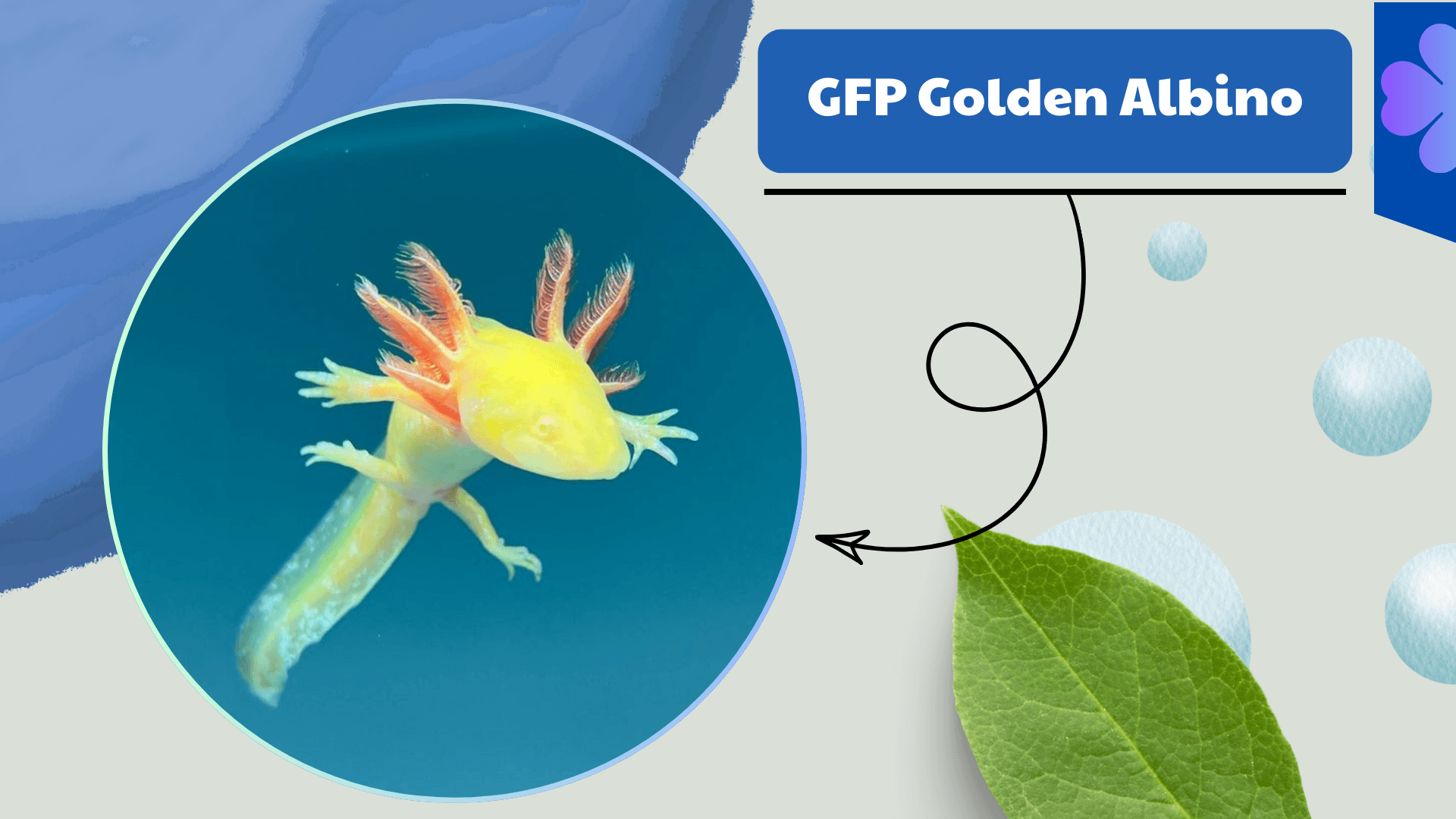 GFP-Golden-Albino