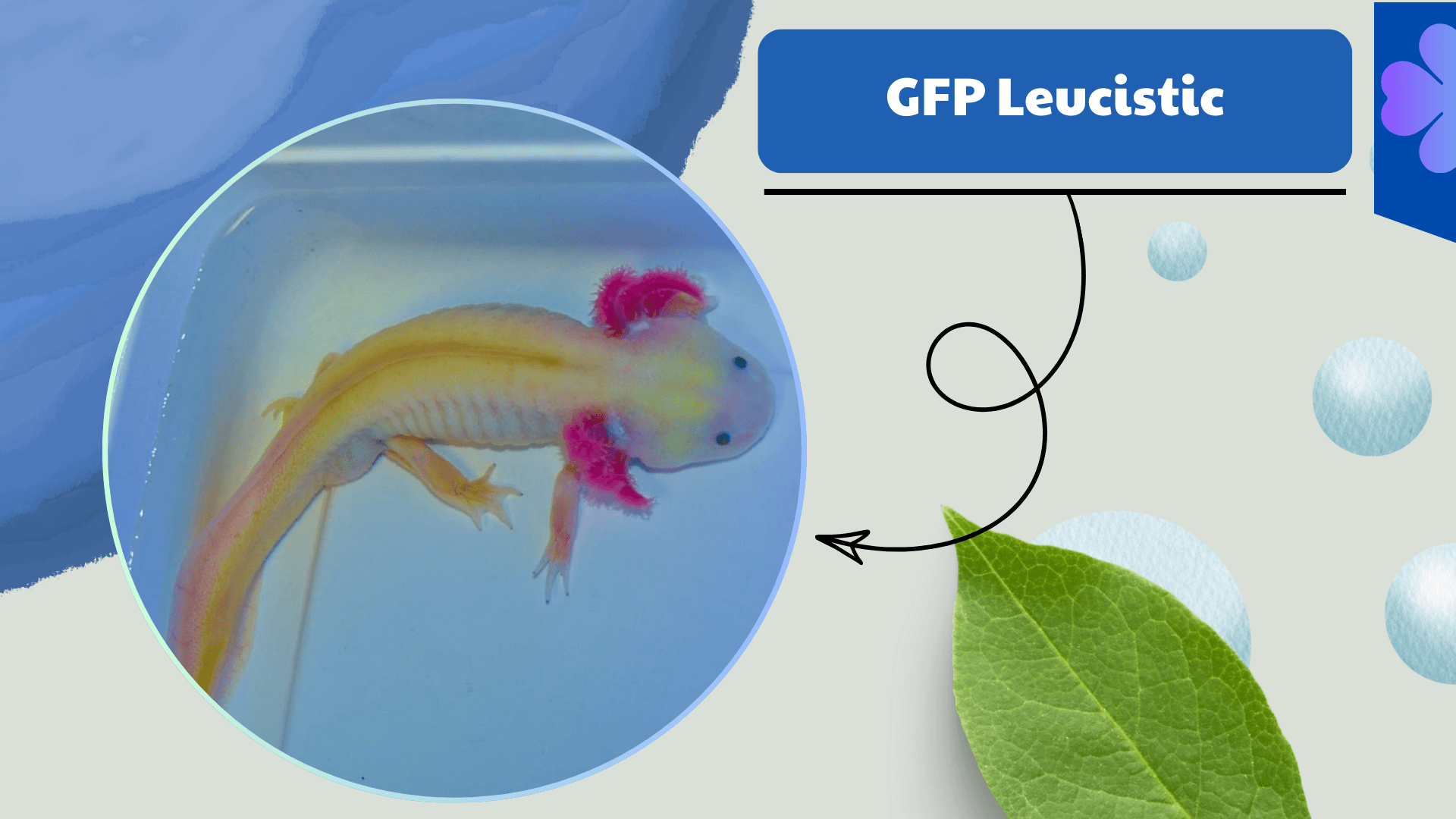GFP-Leucistic