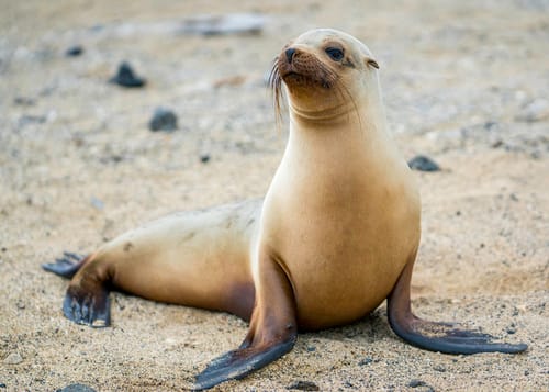 Galápagos Sea Lion