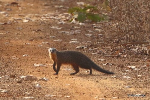 Gambian Mongoose