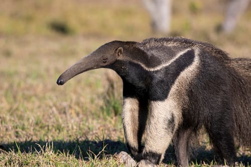 Giant Anteater