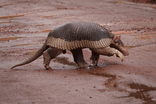 Giant Armadillo