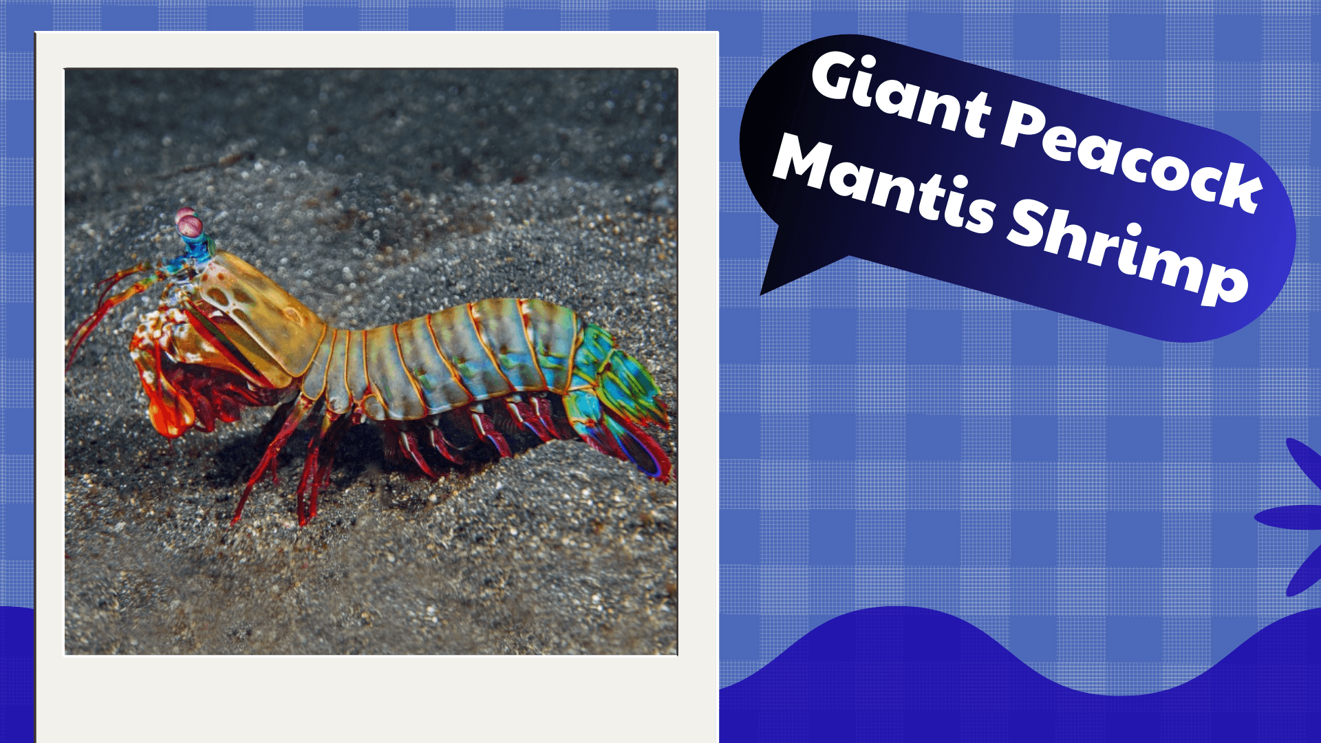Giant-Peacock-Mantis-Shrimp