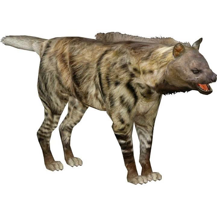 Giant Short-Faced Hyena