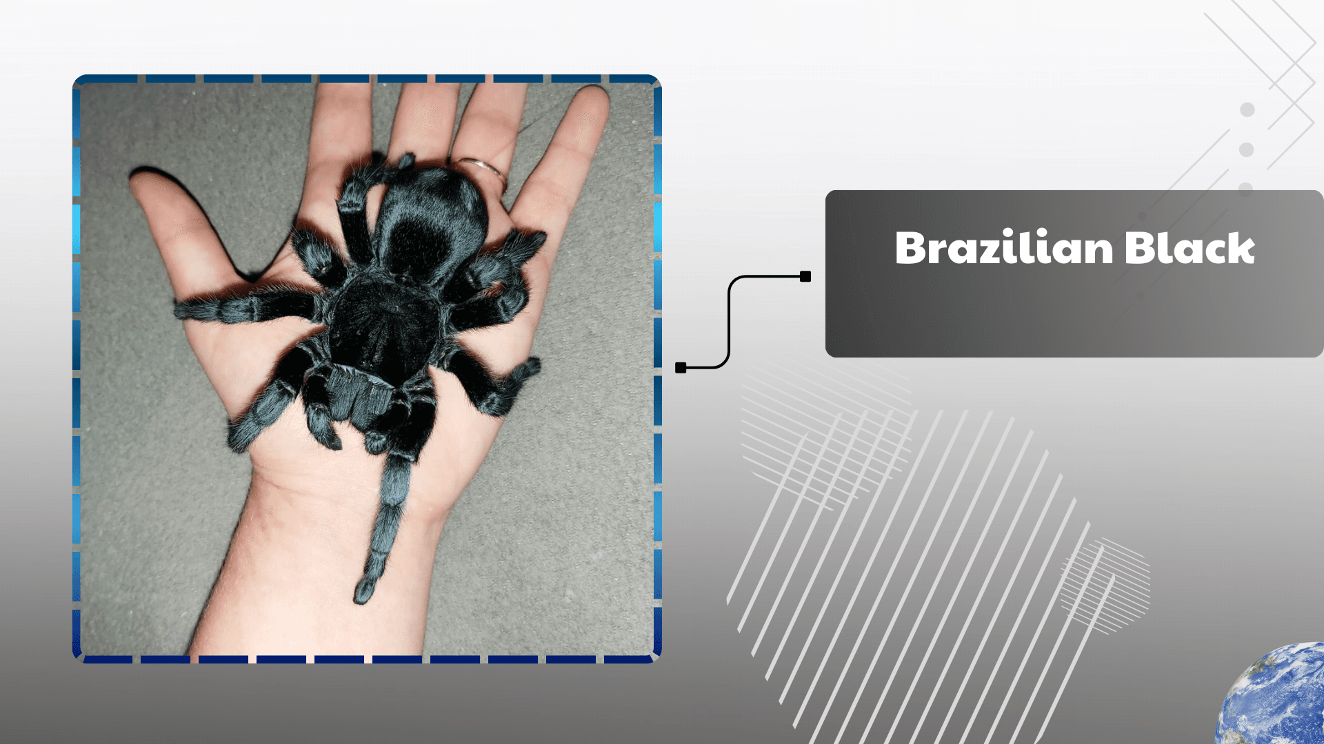 Brazilian Black Tarantula