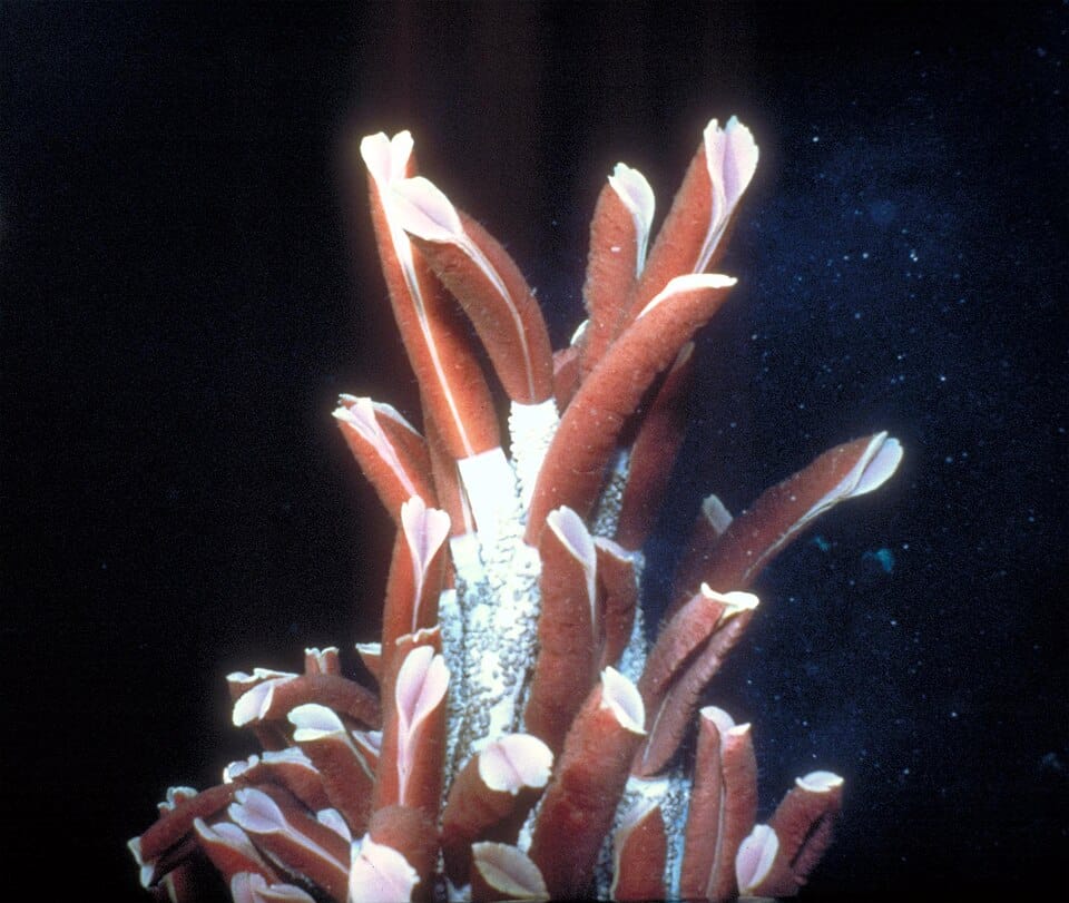 Giant-Tube-Worm