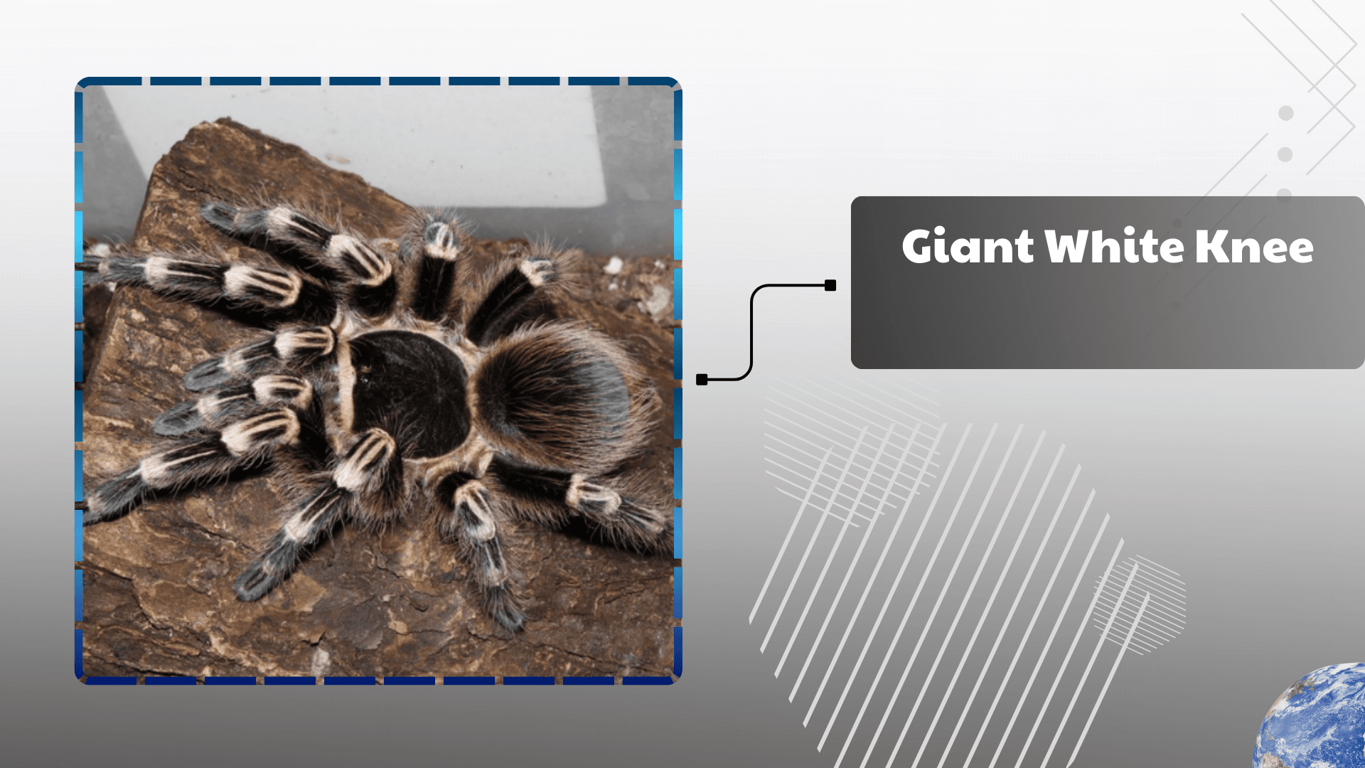Giant White Knee Tarantula