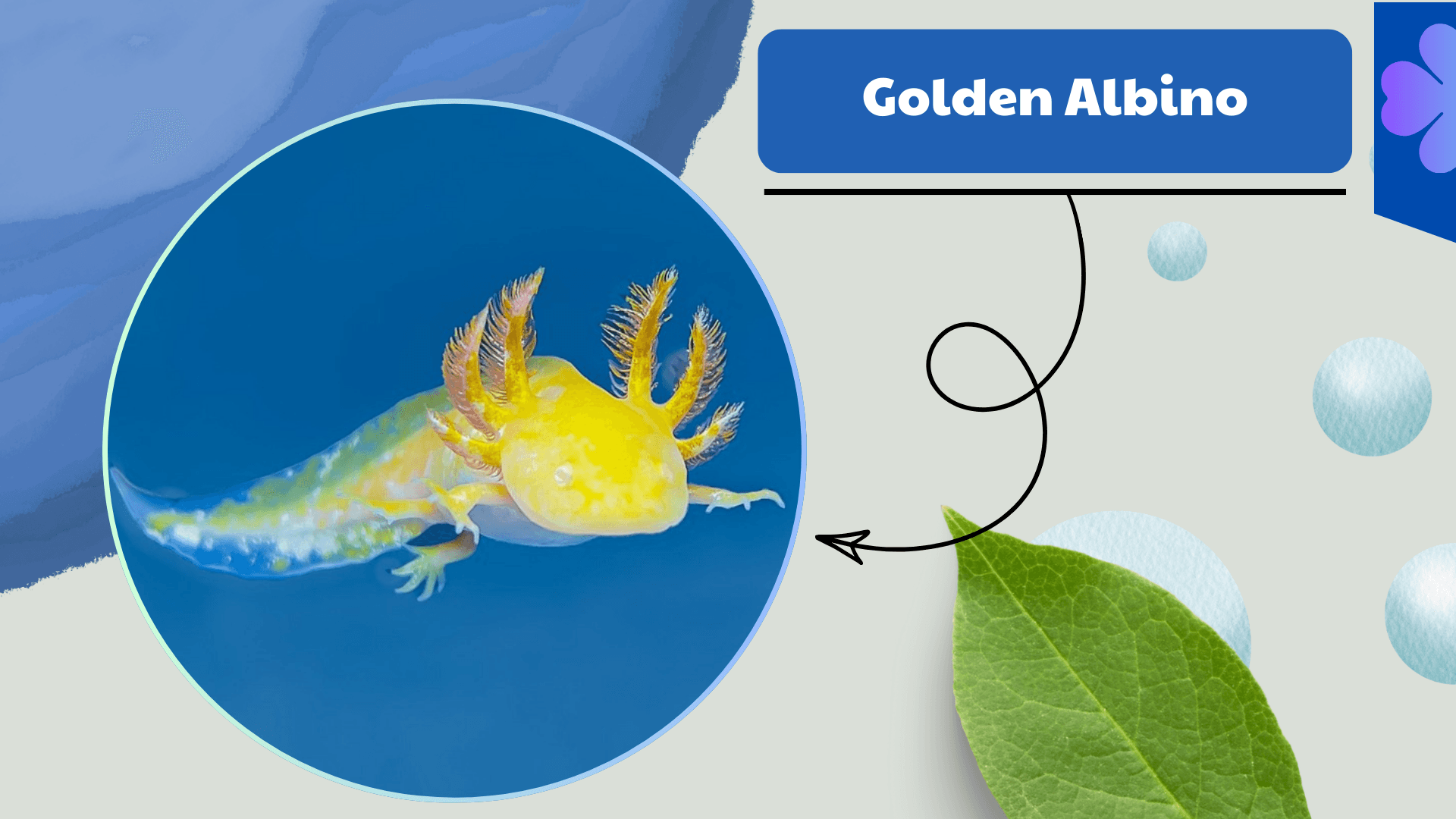 Golden-Albino