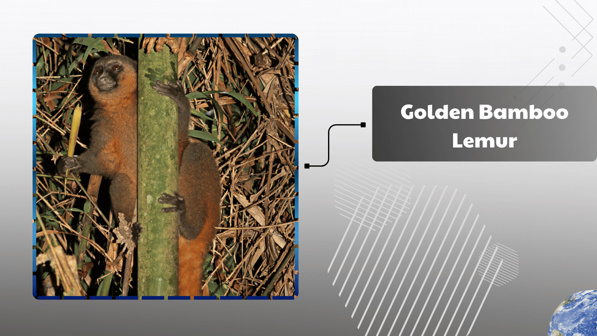 Golden-Bamboo-Lemur