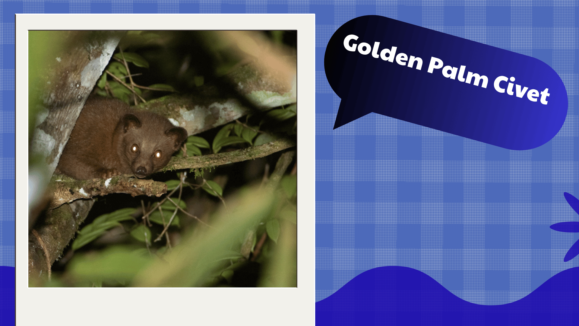 Golden Palm Civet