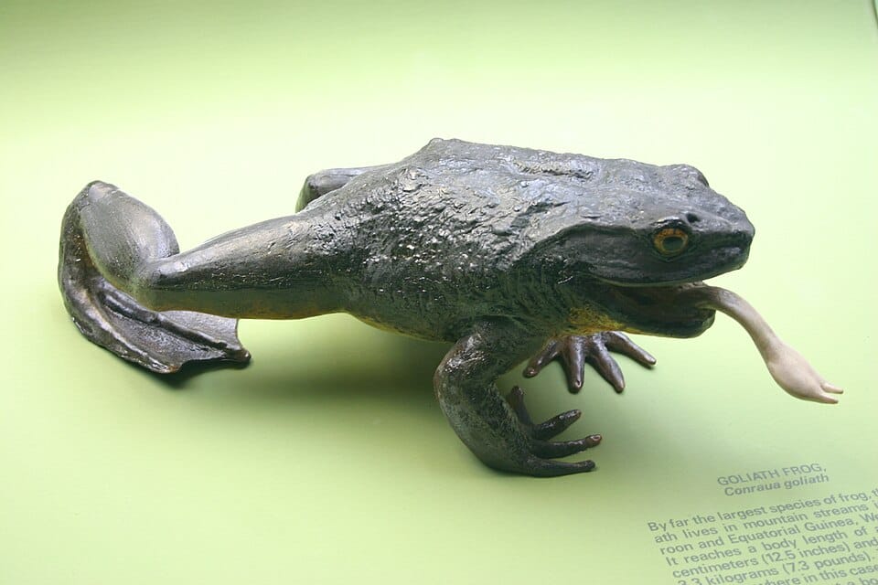 Goliath-Frog