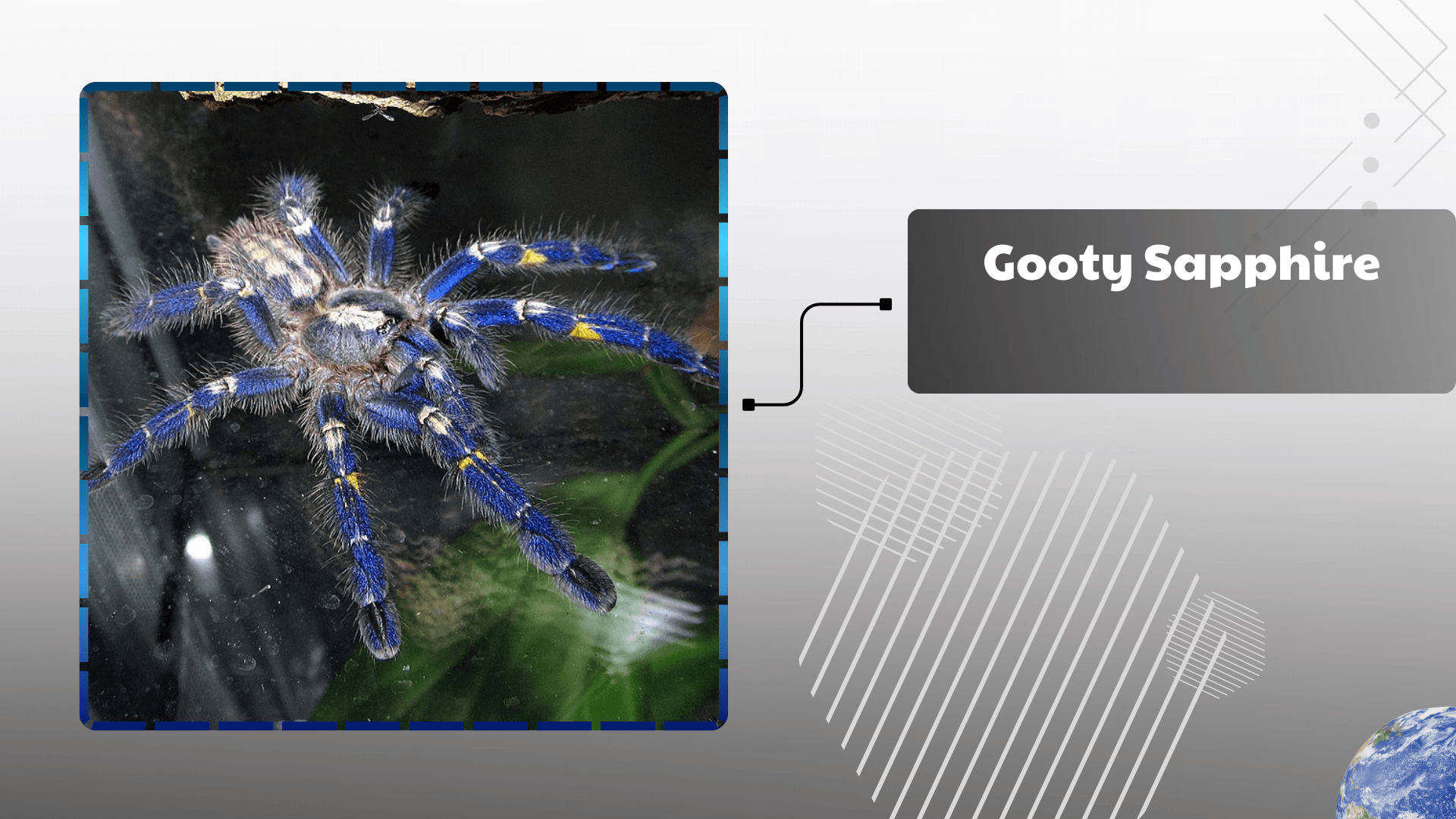 Gooty Sapphire