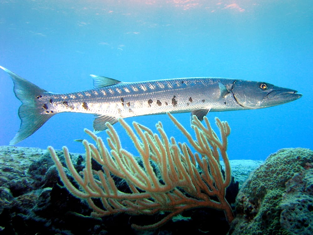 Great Barracuda