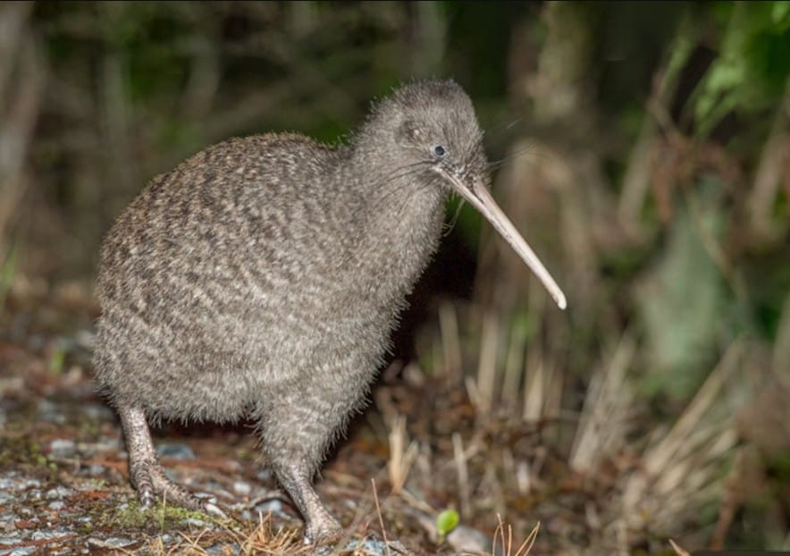 Great Spotted Kiwi