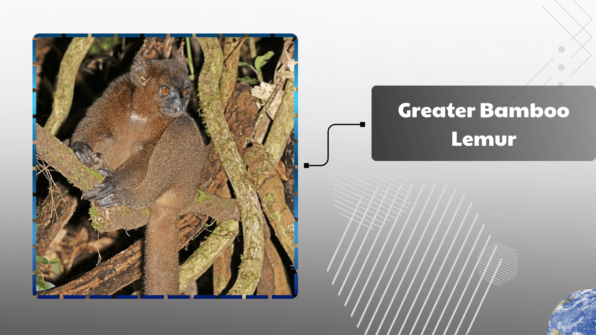 Greater-Bamboo-Lemur