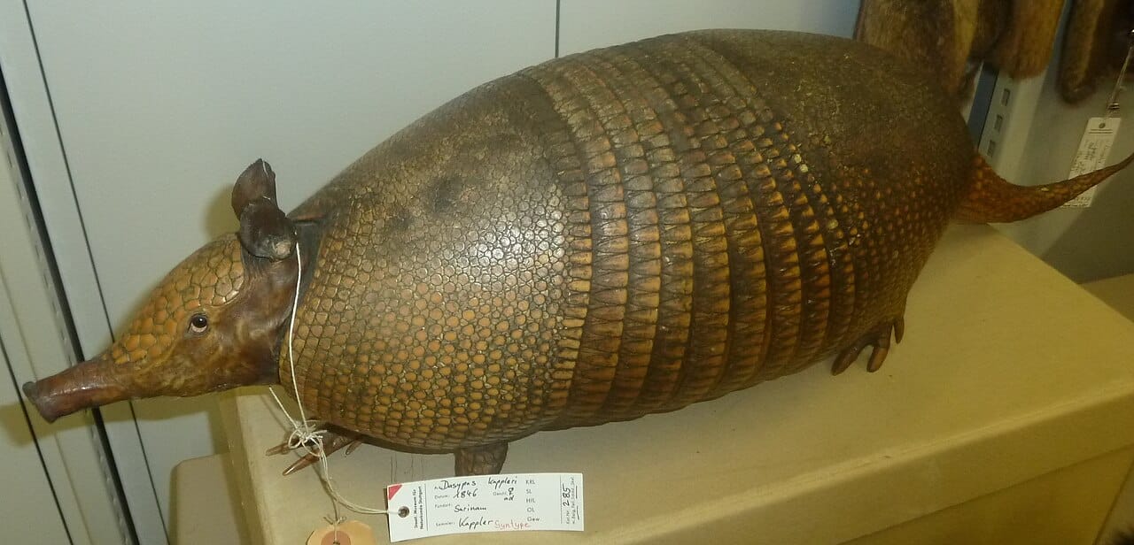 Greater Long-Nosed Armadillo