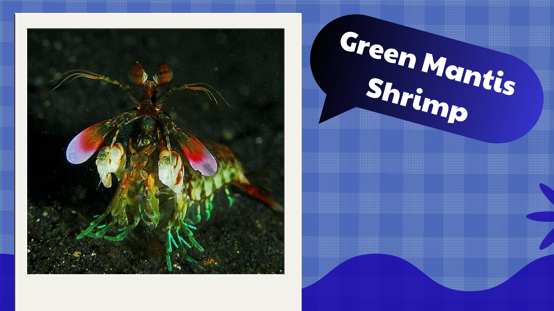 Green-Mantis-Shrimp